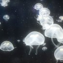 공프로