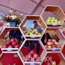 제15회 청송사과축제 이미지