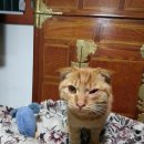 사하라동물병원 이미지