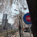 새마을교 | [경기도/수원시] &#39;매교동&#39; 새마을교 수양벚꽃나무 벚꽃 명소 :_)