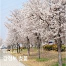 3월29일 | 대구 강정보 벚꽃 실시간 개화상황 3월29일 다녀온 후기 주말 피크닉 나들이 추천