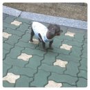 엄마손 동물병원 이미지