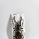 이오사슴 이미지