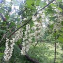 아카시아 약국 이미지