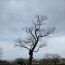 서산 가볼만한 곳 해미읍성 산책 (2026.4.20)