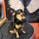 마이핫독 이미지