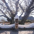 안동 하회마을 느티나무 이미지