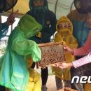 제일양봉산업 이미지