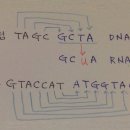 생화학 DNA 전사시 RNA 배열 문의하신 쩡이님~ 이미지