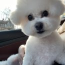 눈이부시개 이미지