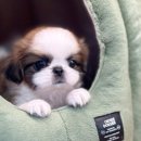 시바견분양.kr 이미지