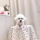 펫뷰티샵 페이보릿 이미지