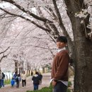 영랑호수윗길 | 영랑호 벚꽃축제 강원도 속초 벚꽃 명소 영랑호수윗길 자전거