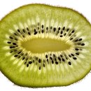 키위 이미지