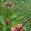 황금언덕 이미지