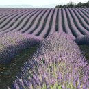 맥도날드수유점 이미지