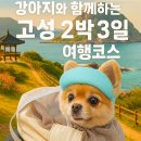🐶강아지와 함께한 고성 2박 3일 여행기｜반려견 동반 숙소·맛집·카페 리얼 추천 코스