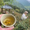 청석골감로다원