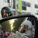 토탈카센타 | 순천 견과하루 애견미용 놀이방 호텔링 비숑프리제 후기 🐶