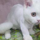 블링블링펫미용 네이버블로그