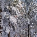 태기산 백패킹 이미지