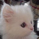 멍이와 양이 이미지