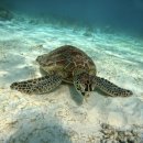 씨유 진주인사플러스점 | [보홀] 세부에서 보홀 2박 3일 여행 알로나비치 숙소ㅣ맛집ㅣ기념품ㅣ예약ㅣ가격 총정리