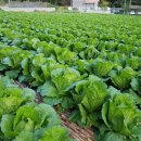 영농조합법인 장촌마을 이미지