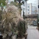 강남 하우스웨딩 &#39;토브헤세드&#39; 도심 속 정원의 단독건물 결혼식장 후기