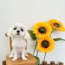 송댕송댕 이미지