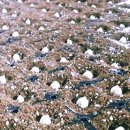 내일영농조합법인 이미지