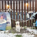 부산 장림포구 부네치아 / 부산 오구독(59dog) 애견카페