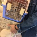 베베독 강아지분양 대구본점 이미지