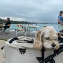 봄날애견 이미지