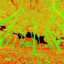 국립산림과학원 산림유전자원부 이미지