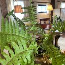 깊은숲한의원 이미지