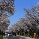 상하리 벚꽃길 이미지