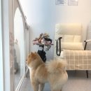 아름답개 이미지