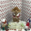 꾸니베어 이미지