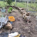 사철나무집민박 이미지