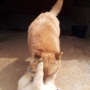 복실이 이미지