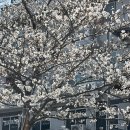 팔공노오란김밥 | [2025.04.01~2025.04.15] 게키오코뿡뿡마루