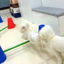 굿댕스쿨 이미지