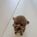 러블리댕 이미지