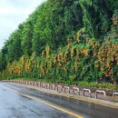 희망대공원길 이미지