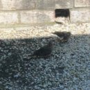 비둘기집 이미지