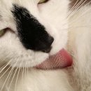 뭉치, 그루밍 이미지