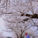 제천 청풍호 벚꽃축제 그리고 의림지 이미지
