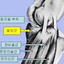 태평역 동물병원 | 모아동물병원 슬개골 수술💊(+설명, 과정, 후기)