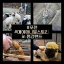 아가스토리 | [포천 여행] 포천 가볼만한곳 마이애니멀스토리 솔직후기 (+입장료, 먹이체험)